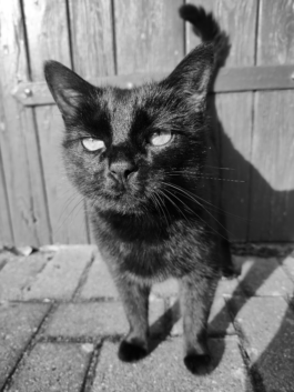 Jake Bohner, Downward Cat Yoga, Ashtanga Yoga Hamburg